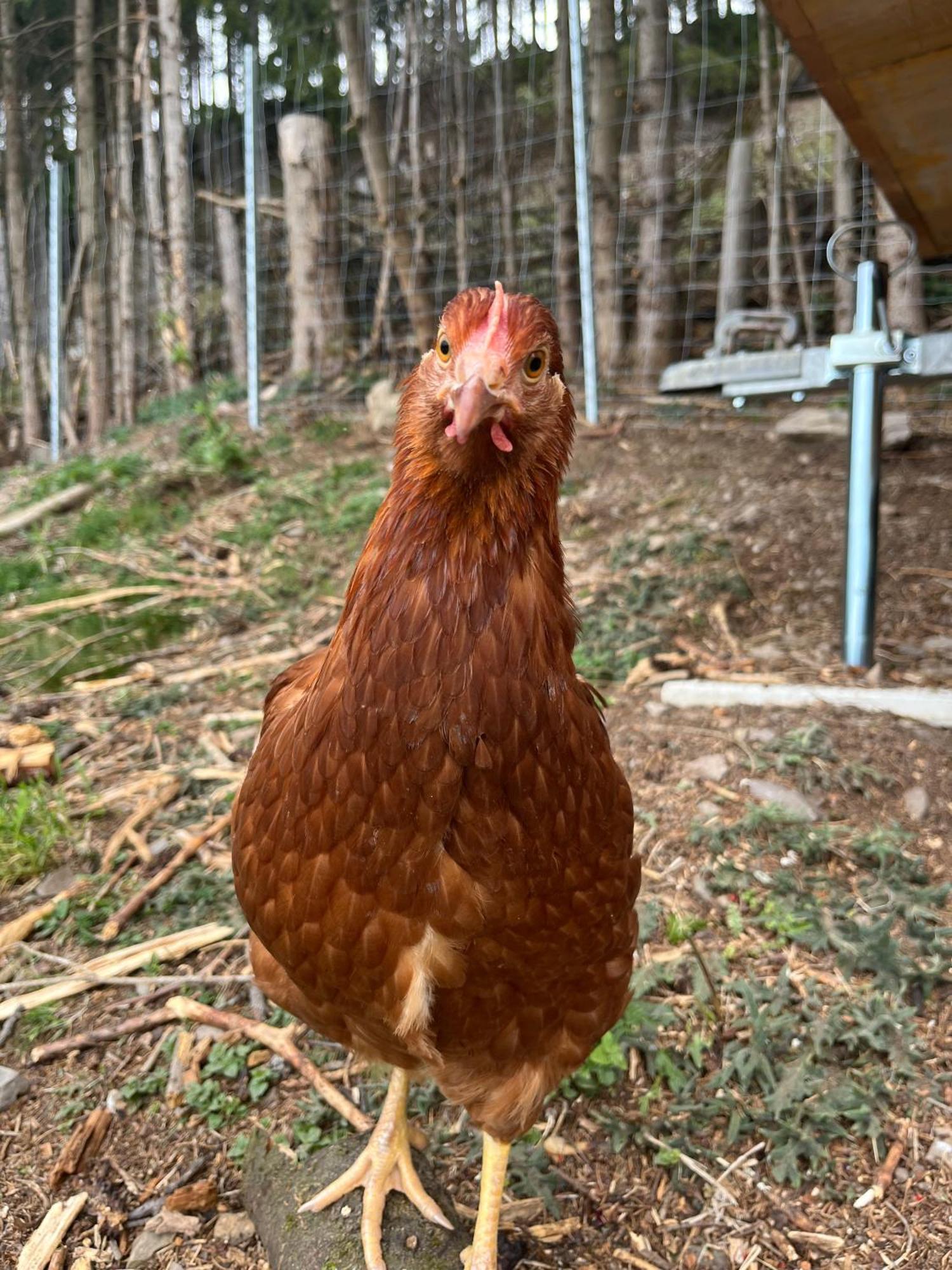Der Wenger Werfenweng Exterior foto