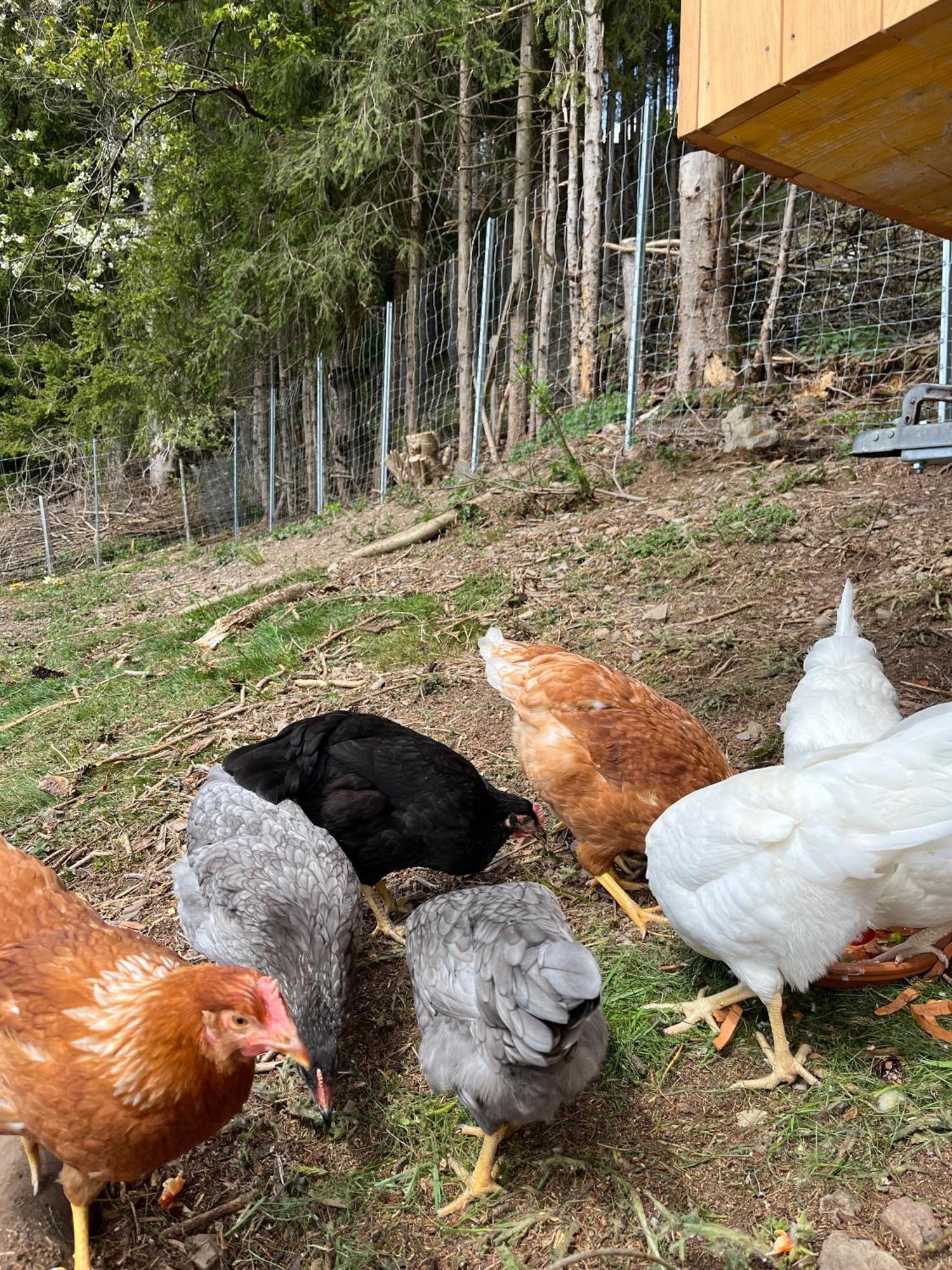 Der Wenger Werfenweng Exterior foto